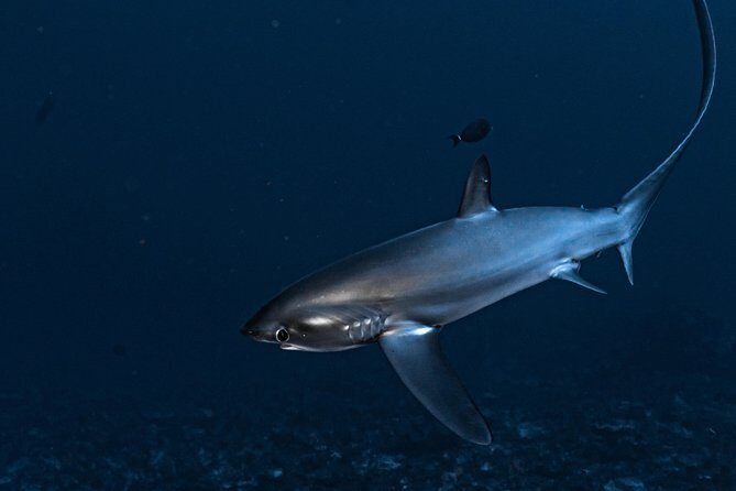 5 Fun Dives in Nusa Lembongan (for certified divers) - Swim with a Mola Mola - Your Five Underwater Stops: What Each Location Is Like