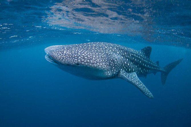 5 Fun Dives in Nusa Lembongan (for certified divers) - Swim with a Mola Mola - Transfers, Group Size, and Timing: What Makes the Plan Work