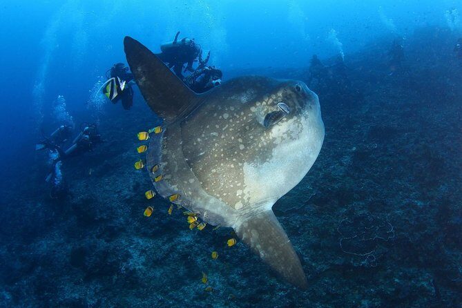 5 Fun Dives in Nusa Lembongan (for certified divers) - Swim with a Mola Mola - Equipment and Comfort: The Stuff That Saves You Headaches
