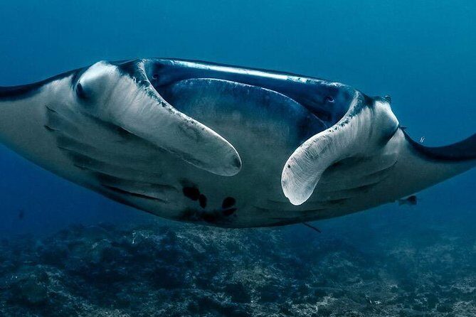 5 Fun Dives in Nusa Lembongan (for certified divers) - Swim with a Mola Mola - Price and Value: Is $256.11 a Good Deal?