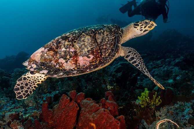 5 Fun Dives in Pemuteran (for certified divers) - Exploration in Menjangan Park - Pemuteran to Menjangan: the daily rhythm you’ll actually feel