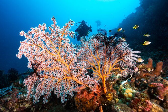 5 Fun Dives in Pemuteran (for certified divers) - Exploration in Menjangan Park - Meet the guides: coaching that makes spotting easier