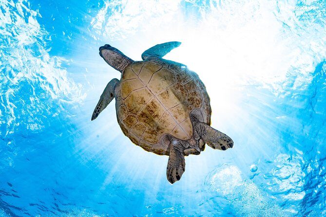 5 Fun Dives in Pemuteran (for certified divers) - Exploration in Menjangan Park - Price and value: what your $180.56 realistically buys