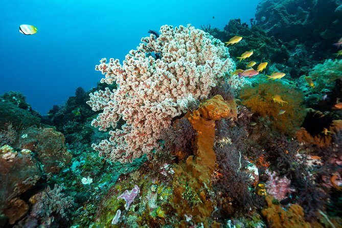 5 Fun Dives in Pemuteran (for certified divers) - Exploration in Menjangan Park - A balanced word on service and equipment