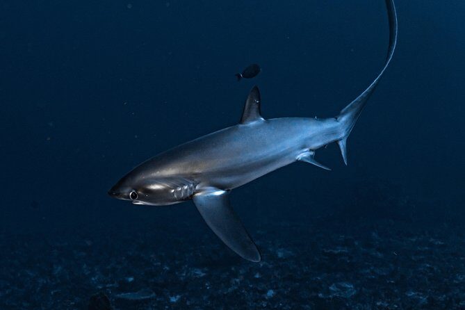 7 Fun Dives in Nusa Lembongan (for certified divers) - Premium Value Package - Comfort on land: Wi‑Fi, lockers, shower, and a realistic flow