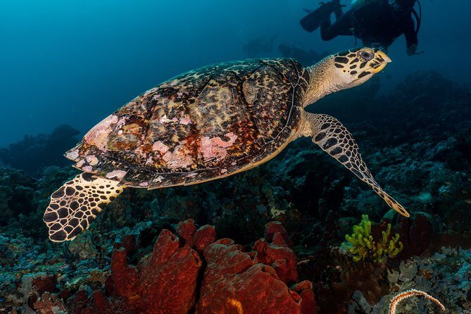 7 Fun Dives in Pemuteran (for certified divers) - Exploration in Menjangan Park - Pemuteran mornings and the 2–3 sessions rhythm