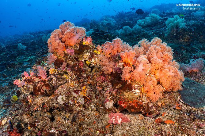 7 Fun Dives in Pemuteran (for certified divers) - Exploration in Menjangan Park - Guides and the “spotting machine” advantage