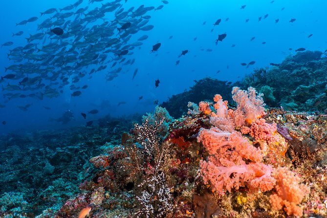 7 Fun Dives in Pemuteran (for certified divers) - Exploration in Menjangan Park - Gear, comfort, and why included equipment is more than a convenience