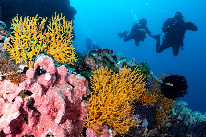 7 Fun Dives in Pemuteran (for certified divers) - Exploration in Menjangan Park - Price, park entrance fees, and real value