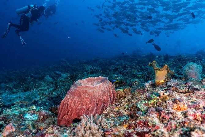 7 Fun Dives in Pemuteran (for certified divers) - Exploration in Menjangan Park - Logistics and “expectations management” for Menjangan day trips