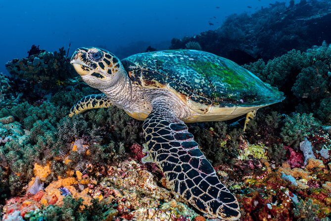 7 Fun Dives in Pemuteran (for certified divers) - Exploration in Menjangan Park - The stops that shape your underwater experience