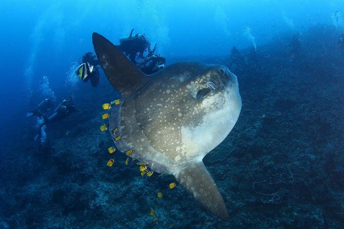 Advanced Open Water Course - Advanced Certification in Lembongan (next to Bali) - Deep Planning and Navigation Skills That Actually Pay Off