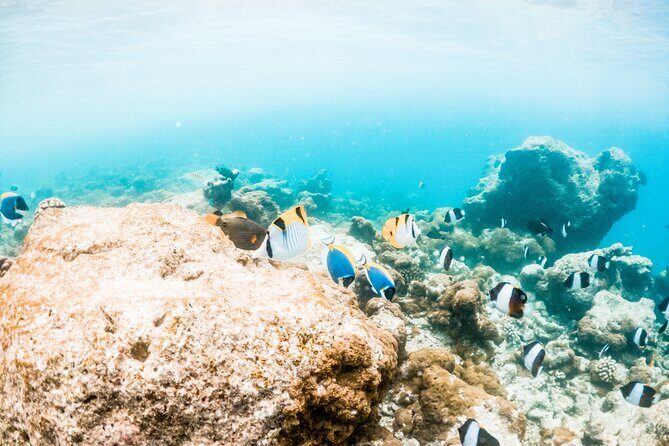 All Inclusive Bali Blue Lagoon and Tanjung Jepun Snorkeling - Lunch on a Snorkeling Schedule (and Why It Matters)