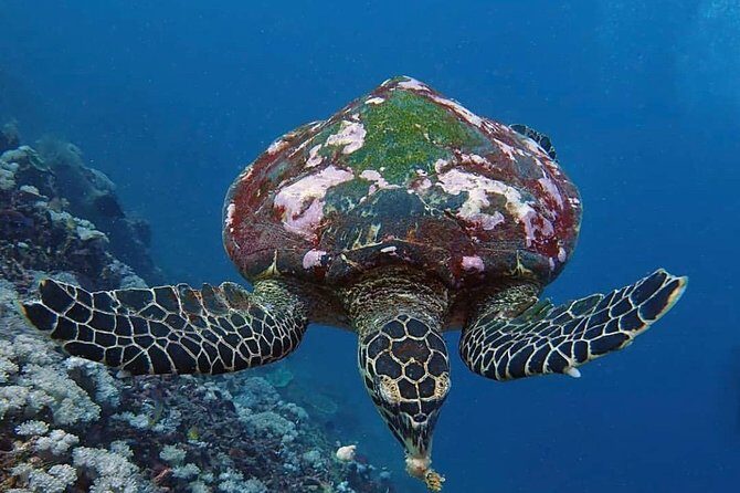 All Inclusive Bali Scuba Diving at Tulamben with Lunch -Transport - Choosing the underwater location: reef life, tiny critters, or shark chances