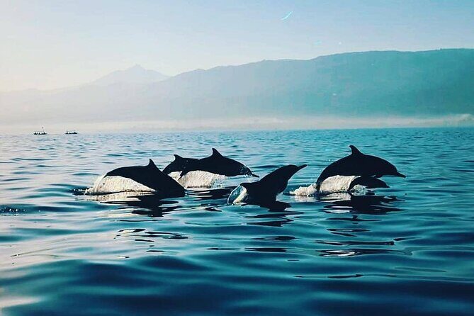 All inclusive Lovina Dolphins Sunrise tour, Waterfall & Temple - Stop 1: Lovina Beach dolphin boat + snorkeling from the water