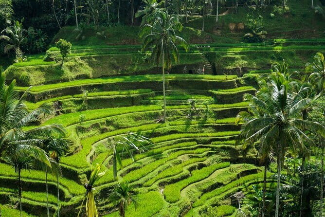 All Inclusive of Ubud Top Attraction - A Smart, Organized 8-Hour Ubud Circuit