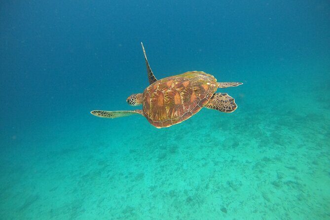 All Inclusive Snorkeling at Blue Lagoon with Lunch - Pickup From Seminyak and the Private-Transfer Advantage