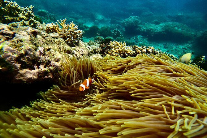 All Inclusive Snorkeling at Blue Lagoon with Lunch - Blue Lagoon Beach Snorkel: What You’ll See in About an Hour