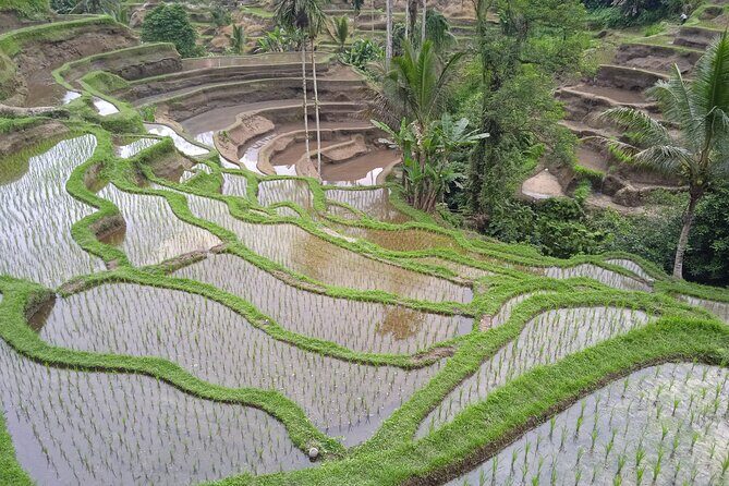 [All Inclusive] The Soul of Bali: Temples, Art & Traditions Tour - Stop 2: Ubud Traditional Art Market for Crafts, Not Just Souvenirs