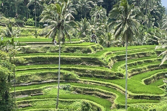All Inclusive Ubud Cultural and Natural Highlights Tour - From Seminyak to Ubud: Private Pickup That Saves Your Day