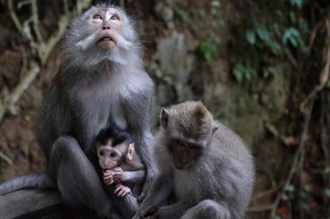 All-Inclusive Ubud Private Tour - Monkey Forest in Ubud: how to enjoy the macaques (without turning it into chaos)