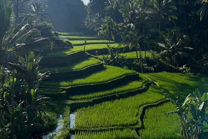 All Inclusive Ubud Tour - Tirta Empul Temple: The Purification Ritual Stop