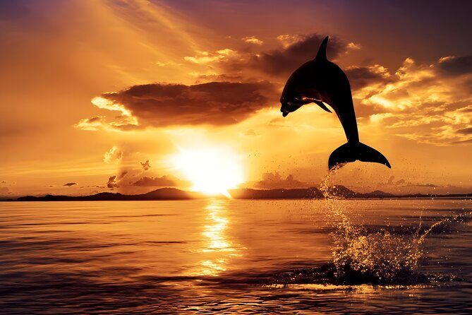 Amazing Bali Dolphin Watching Trip Experience - Lovina sunrise dolphin watching at 3:00 am: what you’re really paying for