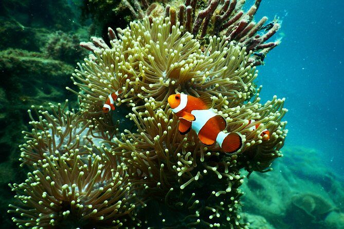 Amazing Blue Lagoon Snorkeling with Private Hotel Transfer - Tanjung Jepun: a second reef stop that adds variety