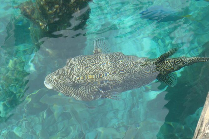 Amazing Blue Lagoon Snorkeling with Private Hotel Transfer - Who this tour is best for (and when to skip it)