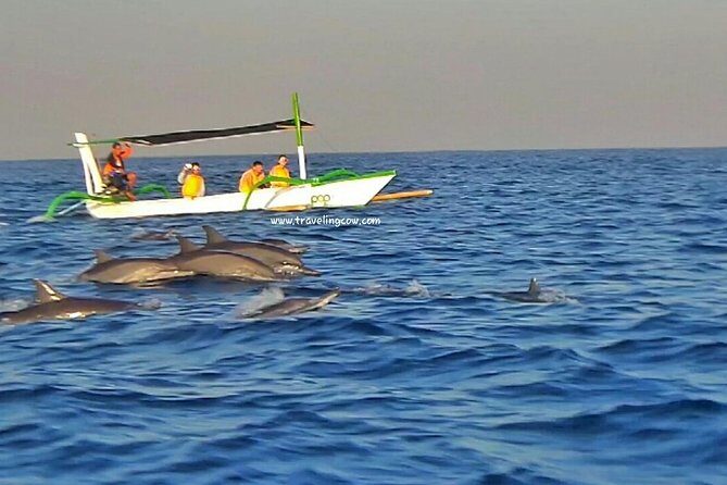 Amazing Private Tours: Dolphins Lovina and Gitgit Waterfall include Lunch - Who this private Bali trip fits best