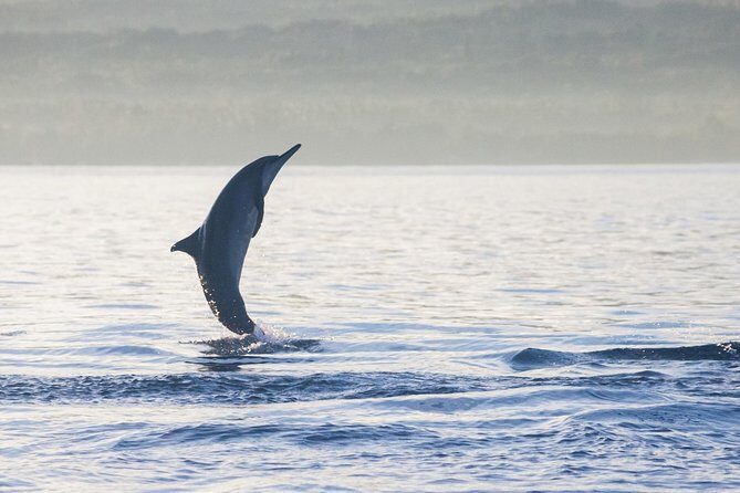 Amazing Private Tours: Dolphins Lovina and Gitgit Waterfall include Lunch - From sea to rainforest: Gitgit Waterfall in the same day
