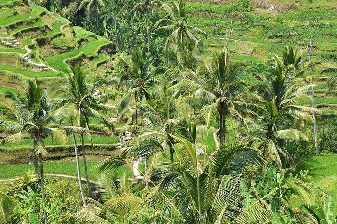 Bali Airport Arrival Transfer and Private Car Charter Combo - Included vs Not Included: Avoiding Surprise Costs