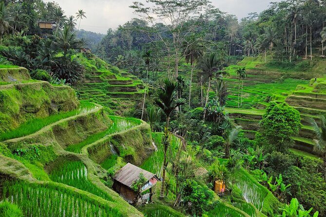 Bali Airport Pickup Transfer to Ubud Area (Private) - From Bali Airport to Ubud Without the Runaround