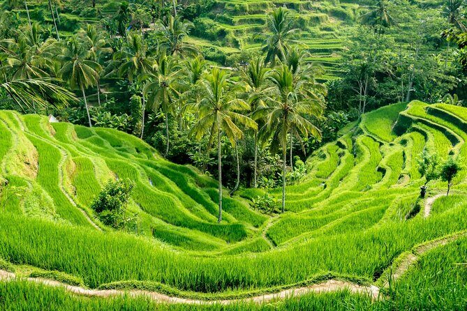 Bali All-Inclusive: Ubud Tour with Entrance Ticket and Lunch Included - Price and logistics: what you’re really paying for