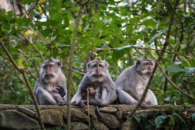 Bali All-Inclusive: Ubud Tour with Entrance Ticket and Lunch Included - The morning flow: an 8:30 start and a full highlight circuit