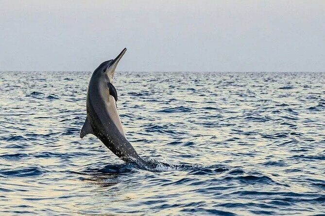Bali and Lovina with Sunrise Dolphin Tour and Snorkeling - Price and Value: Why $27.67 Can Make Sense Here