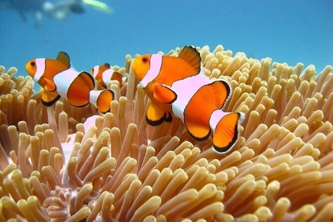 Bali ATV Quad Bike Adventure and Snorkeling Tour - Price and value: is $99 really fair for Nusa Dua?