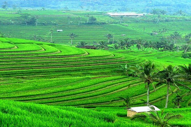 Bali: Bedugul Lake Temple, Banyumala Waterfall, UNESCO Rice Field - Price and logistics: where your money goes (and where it doesn’t)