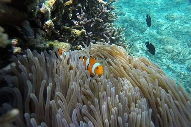 Bali Best Snorkeling at Blue Lagoon - Blue Lagoon and Tanjung Jepun: Why This Pairing Works