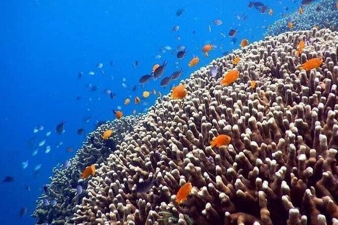 Bali Best Snorkeling at Blue Lagoon - Value Check: What You Really Get for $29.99