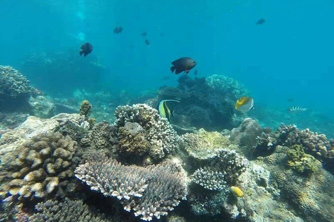 Bali Best Snorkeling at Blue Lagoon - Who This Snorkeling Tour Is Best For