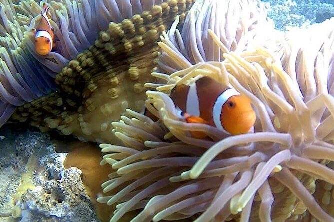 Bali Best Snorkeling at Blue Lagoon - How the 2–3 Hour Timing Fits Real Life