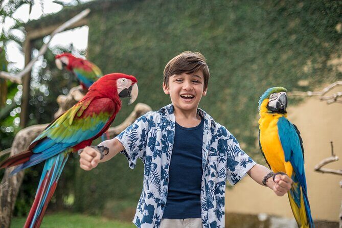 Bali Bird Park Admission Ticket - Basic Instinct Bird of Prey show: when you want the overhead swoops