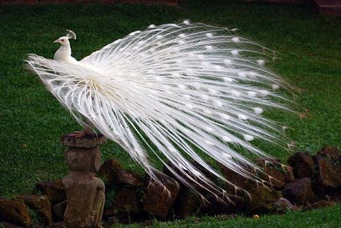 Bali Bird Park Admission Ticket with Hotel Transfer - Key highlights worth planning around