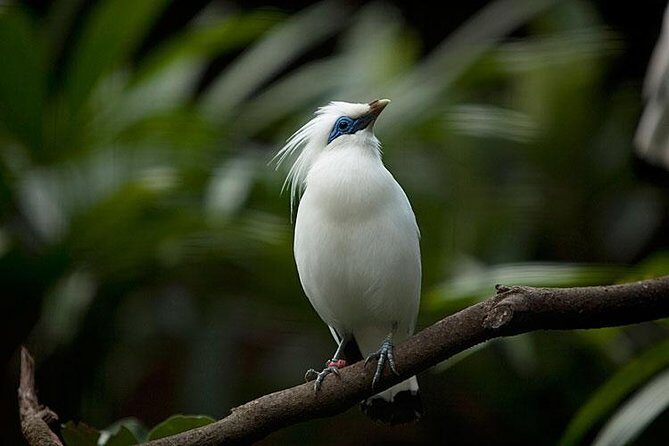 Bali Bird Park Admission Ticket with Hotel Transfer - A few small catches to plan for before you go