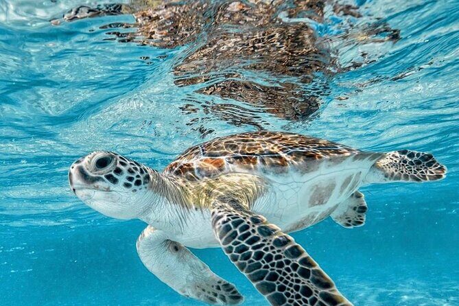 Bali Blue Lagoon Snorkeling with Optional Tour & Activities - Optional tour style: how to customize without overstuffing your day