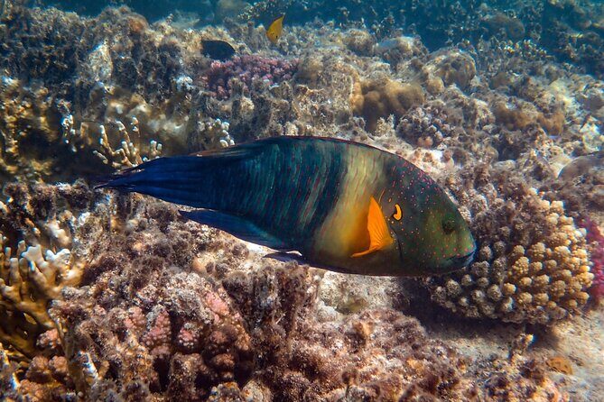 Bali Blue Lagoon Snorkeling with Private Transfer and Lunch - Comfort, safety, and the small extras that prevent headaches
