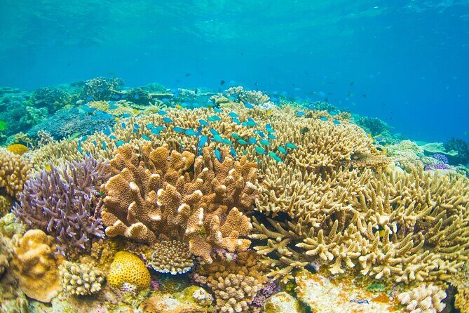 Bali Blue Lagoon Snorkeling with Private Transfer and Lunch - Who this tour suits best (and who should think twice)