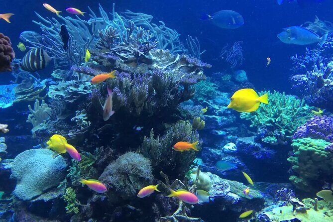 Bali Blue Lagoon Snorkeling with Private Transfer and Lunch - Blue Lagoon Beach snorkeling: Guide help, gear included, and what to look for