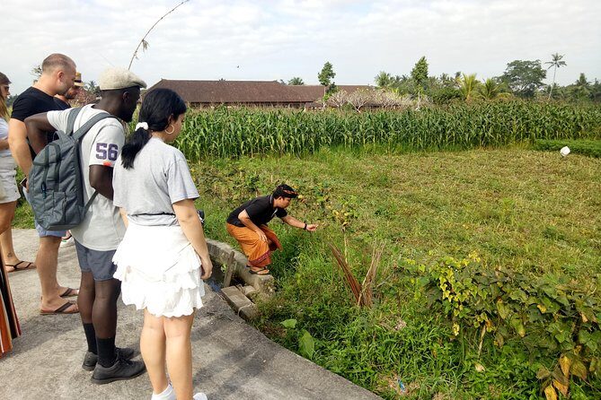 Bali Cooking Class and Ubud Sightseeing Tour - Transportation and timing: air-conditioned comfort and a clean day plan
